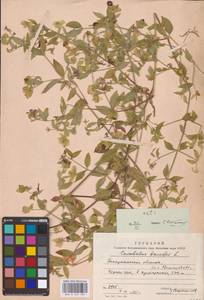 Волдырник ягодный (L.) Durande, Восточная Европа, Западно-Украинский район (E13) (Украина)