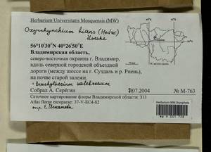 Oxyrrhynchium hians (Hedw.) Loeske, Гербарий мохообразных, Мхи - Центральное Нечерноземье (B6) (Россия)