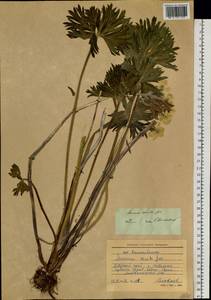 Anemonastrum narcissiflorum subsp. crinitum (Juz.) Raus, Сибирь, Алтай и Саяны (S2) (Россия)