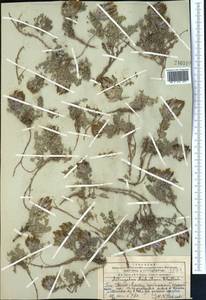 Astragalus aschuturi B. Fedtsch., Средняя Азия и Казахстан, Западный Тянь-Шань и Каратау (M3) (Казахстан)