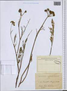 Oenanthe globulosa L., Западная Европа (EUR) (Испания)