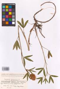 Клевер венгерский Jacq., Восточная Европа, Западно-Украинский район (E13) (Украина)