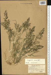 Полевичка малая Host, Восточная Европа, Нижневолжский район (E9) (Россия)