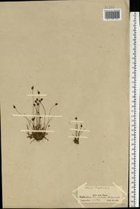 Ситник двухчешуйный L., Восточная Европа, Северный район (E1) (Россия)