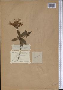 Rhododendron periclymenoides (Michx.) Shinners, Америка (AMER)