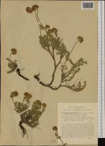 Anthyllis montana subsp. jacquinii (A.Kern.)Hayek, Западная Европа (EUR) (Италия)