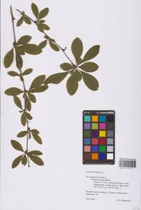 Барбарис обыкновенный L., Восточная Европа, Центральный лесостепной район (E6) (Россия)