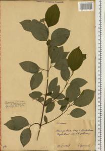 Кизил, Восточная Европа, Молдавия (E13a) (Молдавия)