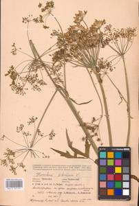 Heracleum sphondylium subsp. sibiricum (L.) Simonk., Восточная Европа, Центральный район (E4) (Россия)