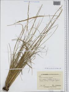 Poaceae, Восточная Европа, Южно-Украинский район (E12) (Украина)