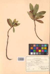 Скиммия промежуточная Komatsu, Сибирь, Дальний Восток (S6) (Россия)