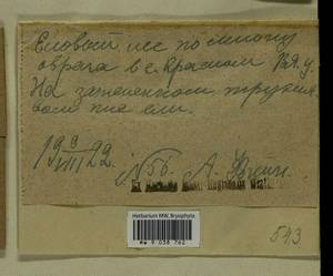 Eurhynchiastrum pulchellum (Hedw.) Ignatov & Huttunen, Гербарий мохообразных, Мхи - Пермский край, Удмуртия, Свердловская и Кировская области (B8) (Россия)