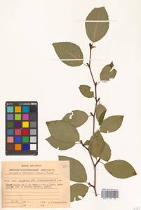 Alnus duschekia × fruticosa, Сибирь, Дальний Восток (S6) (Россия)