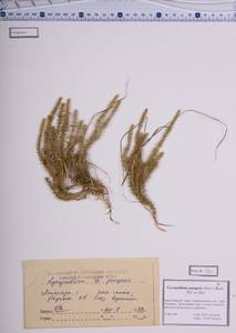 Spinulum annotinum subsp. dubium (Zoëga) J.H.Xue, Chepinoga & K.P.Ma, Сибирь, Алтай и Саяны (S2) (Россия)