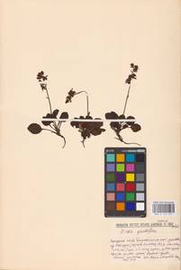 Грушанка круглолистная L., Восточная Европа, Северный район (E1) (Россия)