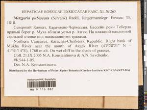 Metzgeria pubescens (Schrank) Raddi, Гербарий мохообразных, Мхи - Северный Кавказ и Предкавказье (B12) (Россия)
