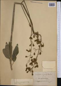 Salvia candelabrum Boiss., Западная Европа (EUR) (Испания)