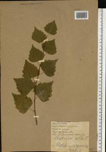 Береза пушистая Ehrh., Восточная Европа, Северо-Украинский район (E11) (Украина)