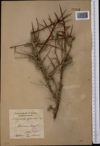 Prunus spinosissima (Bunge) Franch., Средняя Азия и Казахстан, Сырдарьинские пустыни и Кызылкумы (M7)
