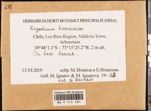 Rigodium toxarion (Schwägr.) A. Jaeger, Гербарий мохообразных, Мхи - Америка (BAm) (Чили)