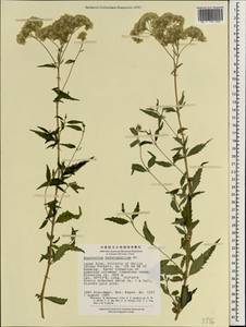 Eupatorium heterophyllum DC., Зарубежная Азия (ASIA) (КНР)