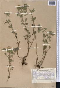 Зизифора пахучковидная Lam., Средняя Азия и Казахстан, Джунгарский Алатау и Тарбагатай (M5) (Казахстан)