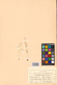 Крупка весенняя L., Восточная Европа, Западный район (E3) (Россия)