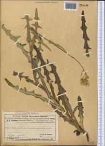 Осот полевой L., Средняя Азия и Казахстан, Муюнкумы, Прибалхашье и Бетпак-Дала (M9) (Казахстан)