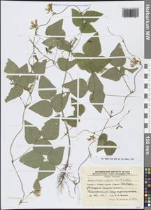 Амфикарпея Эджворта Benth., Сибирь, Дальний Восток (S6) (Россия)