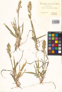 Anthoxanthum repens (Host) Veldkamp, Восточная Европа, Нижневолжский район (E9) (Россия)