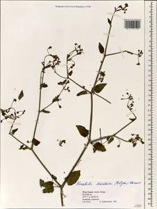 Mirabilis himalaica (Edgew.) Heim. in Engler u. Prantl, Зарубежная Азия (ASIA) (Непал)
