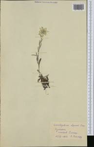 Leontopodium nivale subsp. alpinum (Cass.) Greuter, Западная Европа (EUR) (Румыния)