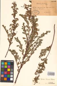 Spiraea crenata subsp. crenata, Восточная Европа, Центральный лесостепной район (E6) (Россия)