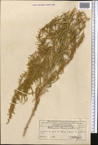 Полынь эстрагон L., Средняя Азия и Казахстан, Западный Тянь-Шань и Каратау (M3) (Казахстан)