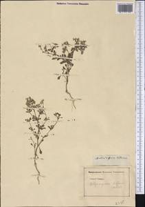 Polycarpaea diffusa Wight ex Arn., Америка (AMER) (Неизвестно)