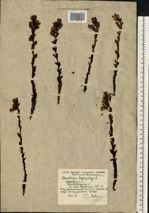 Подъельник обыкновенный Crantz, Восточная Европа, Московская область и Москва (E4a) (Россия)