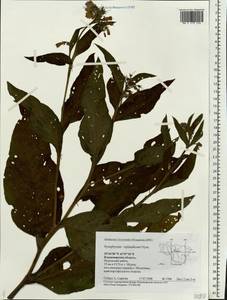 Symphytum ×uplandicum Nyman, Восточная Европа, Центральный район (E4) (Россия)