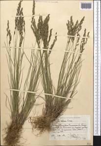 Мятлик разноцветный Besser, Средняя Азия и Казахстан, Западный Тянь-Шань и Каратау (M3) (Узбекистан)