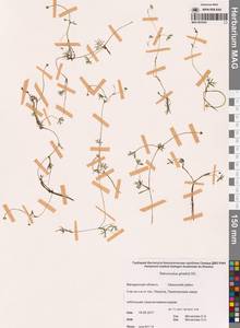 Лютик Гмелина DC., Сибирь, Чукотка и Камчатка (S7) (Россия)