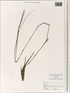 Poaceae, Зарубежная Азия (ASIA) (Индия)