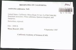 Antitrichia californica Sull. ex Lesq., Гербарий мохообразных, Мхи - Америка (BAm) (США)