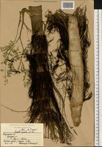 Омежник водный, Омежник водяной (L.) Poir., Восточная Европа, Центральный район (E4) (Россия)