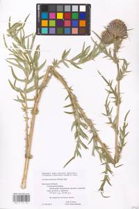 Lophiolepis decussata (Janka) Del Guacchio, Bures, Iamonico & P. Caputo, Восточная Европа, Центральный район (E4) (Россия)