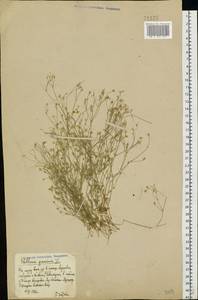 Звездчатка злаковая, Звездчатка злаковидная L., Восточная Европа, Северо-Украинский район (E11) (Украина)