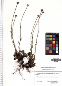 Globularia bisnagarica L., Восточная Европа, Восточный район (E10) (Россия)