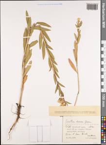 Oenothera villosa subsp. villosa, Сибирь, Алтай и Саяны (S2) (Россия)