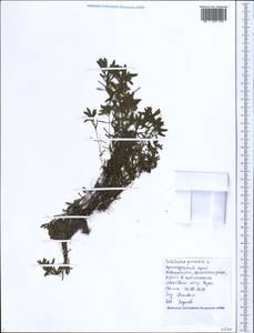 Callitriche lenisulca Clavaud, Кавказ, Черноморское побережье (от Новороссийска до Адлера) (K3) (Россия)