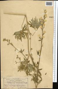 Живокость дваждытройчатая Huth, Средняя Азия и Казахстан, Копетдаг, Бадхыз, Малый и Большой Балхан (M1) (Туркмения)