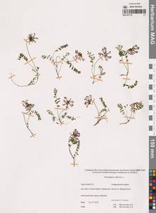 Астрагал альпийский L., Сибирь, Чукотка и Камчатка (S7) (Россия)