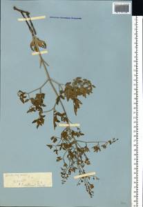 Ломонос чинолистный Besser ex Rchb., Восточная Европа, Ростовская область (E12a) (Россия)